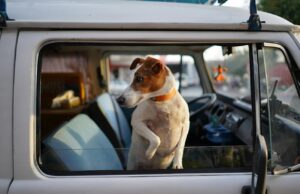 Turismo pet-friendly, quasi un proprietario su due sceglie la meta in base al cane viaggiare col cane