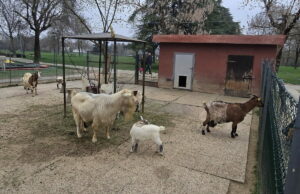 Le caprette, il lupo e le strategie di convivenza Caprette