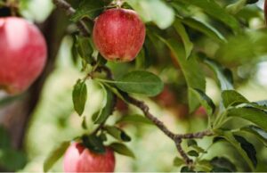 Frutta, verdura, carne, pane e uova a domicilio a Firenze: il servizio de “Il Ceppo” per le famiglie