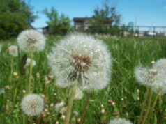 Piano Nazionale di Ripristino della Natura: la sfida per fermare il consumo di suolo