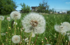 Piano Nazionale di Ripristino della Natura: la sfida per fermare il consumo di suolo