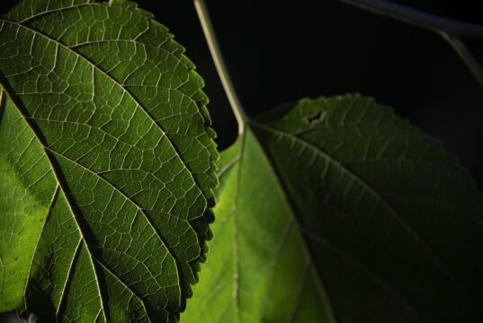 Torna “Il mio giardino biodiverso” il concorso fotografico sulla biodiversità negli spazi di casa
