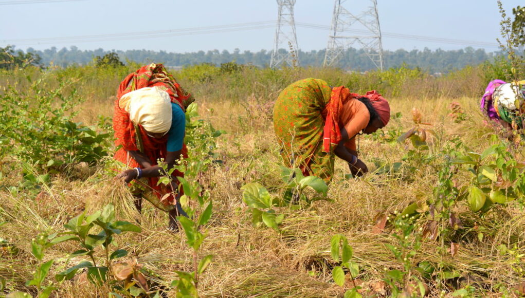 Donne e agricoltura Donne e agricoltura