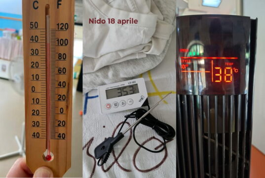 Scuole roventi, serve un piano per attrezzare gli istituti scolastici alla crisi climatica Scuole roventi