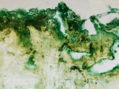 Umidità di risalita in casa, come riconoscere i segnali veri umidità risalita