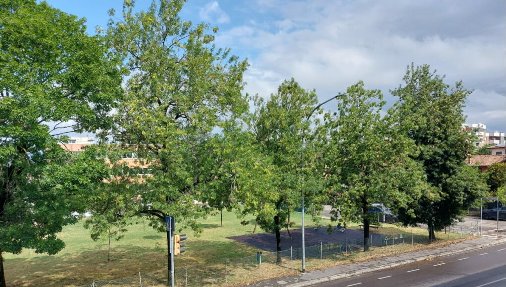 Alberi Alberi