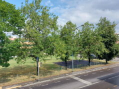 Bologna e gli alberi: non è tutto green quel che luccica Alberi