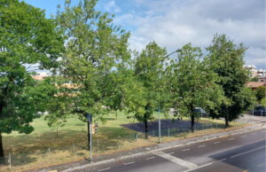 Bologna e gli alberi: non è tutto green quel che luccica Alberi
