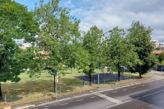 Bologna e gli alberi: non è tutto green quel che luccica Alberi