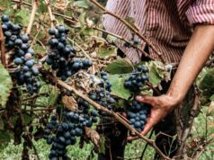 Vinelli Ribelli torna a Fondo Comini il 17 ottobre vinelli ribelli