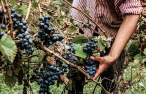 Vinelli Ribelli torna a Fondo Comini il 17 ottobre vinelli ribelli